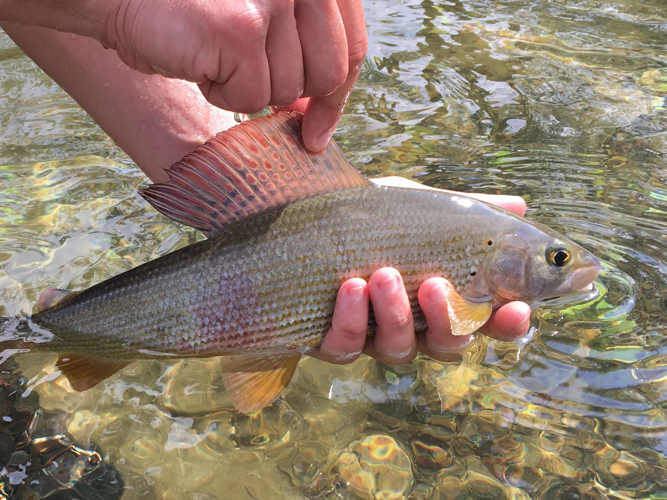 Slovenia 2017: fiume Savinja