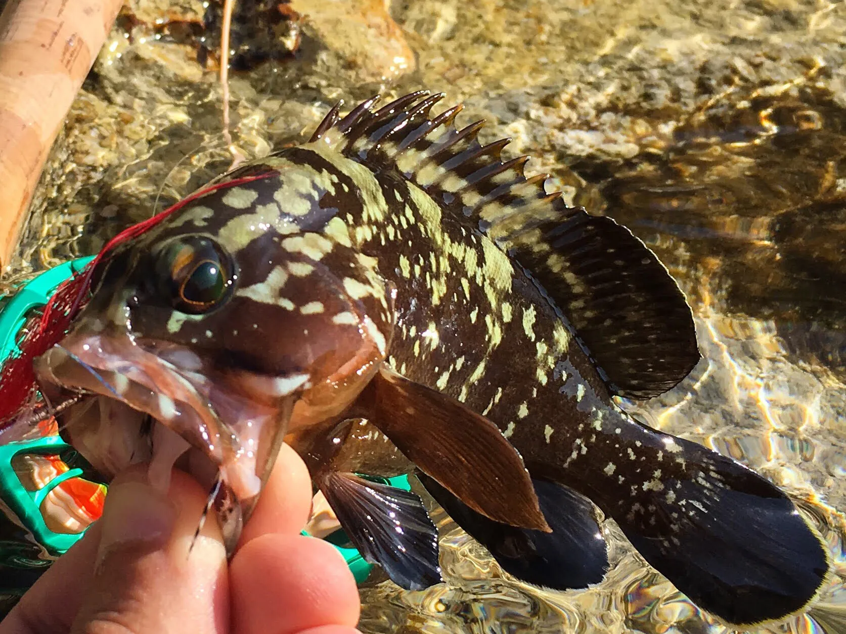 Sardegna 2019: rock fly fishing
