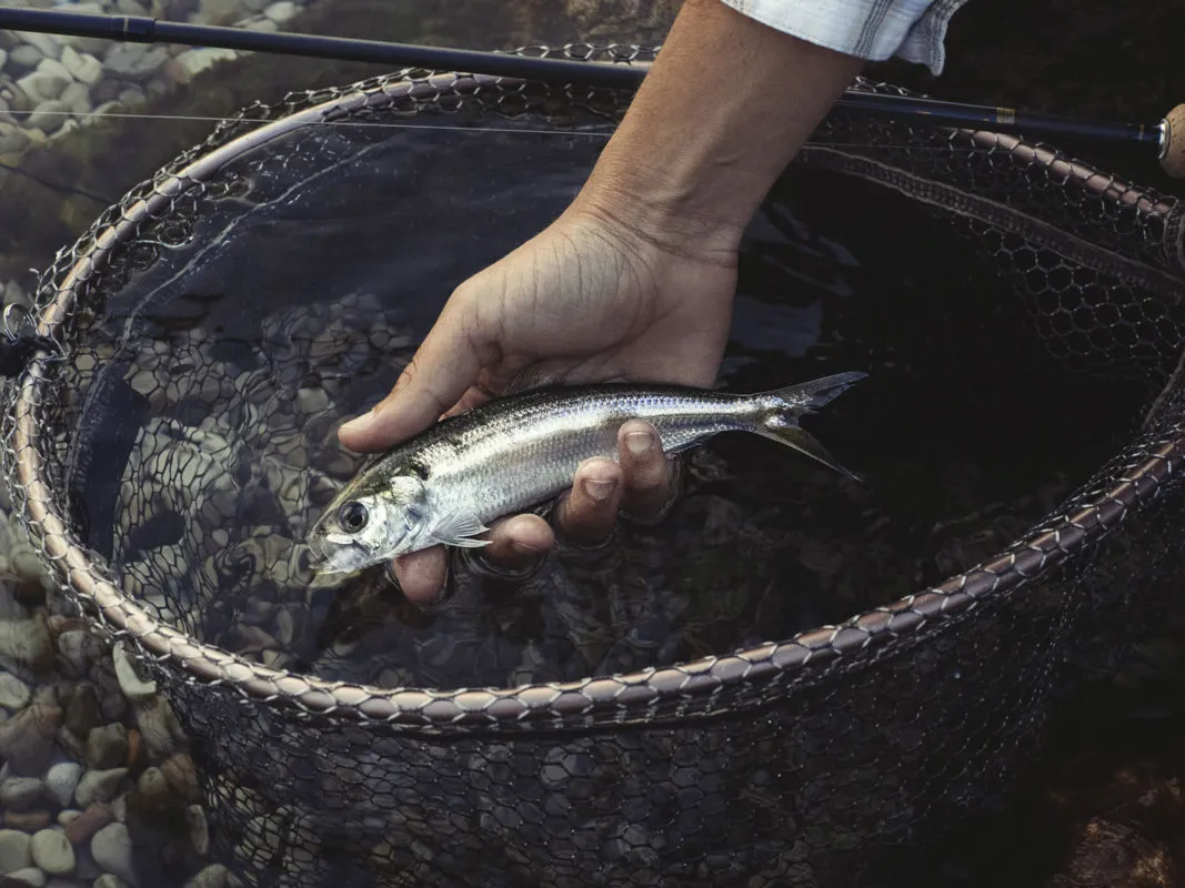 Lago di Garda: Sarde (Agoni) a mosca