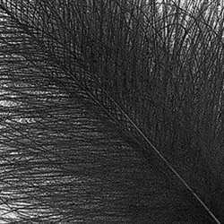 Selected CDC Feathers