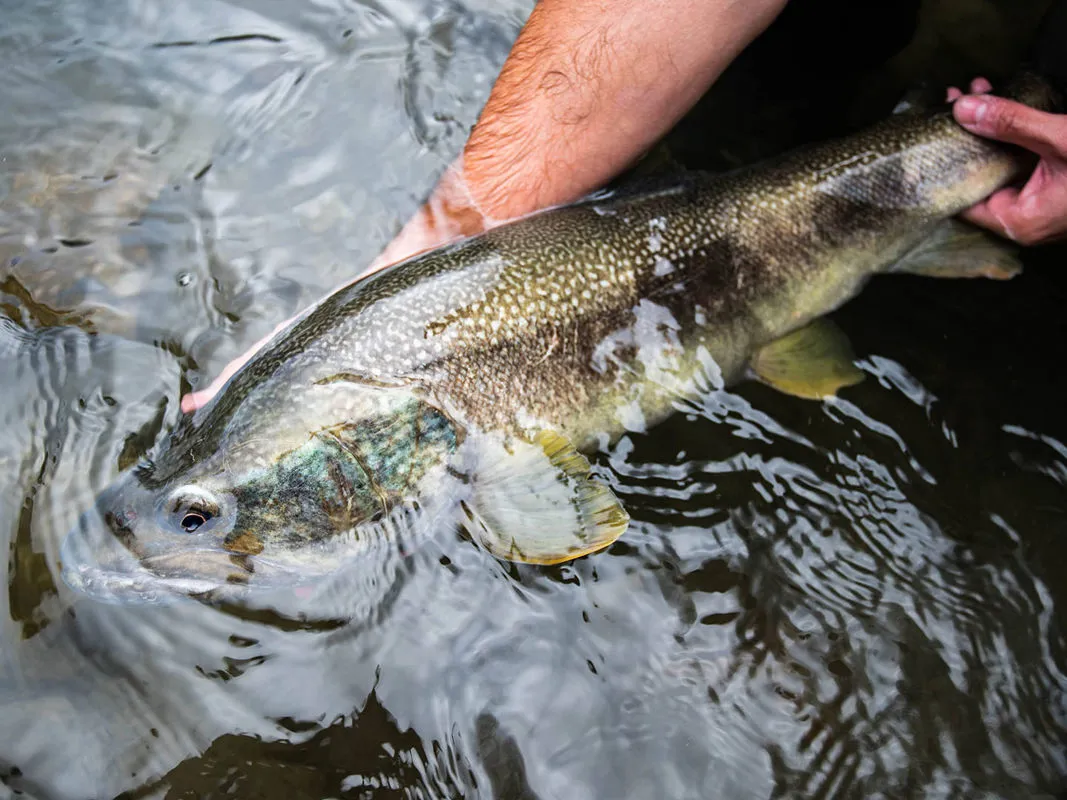 Corso di Pesca a Streamer