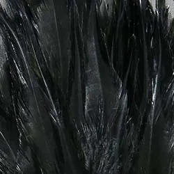 Selected Streamer Feathers
