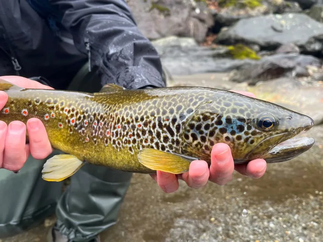Passirio River Fly Fishing Experience