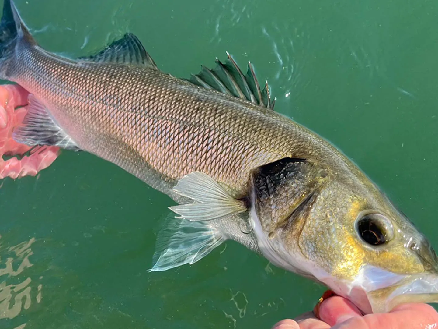 Seabass Fly Fishing Experience
