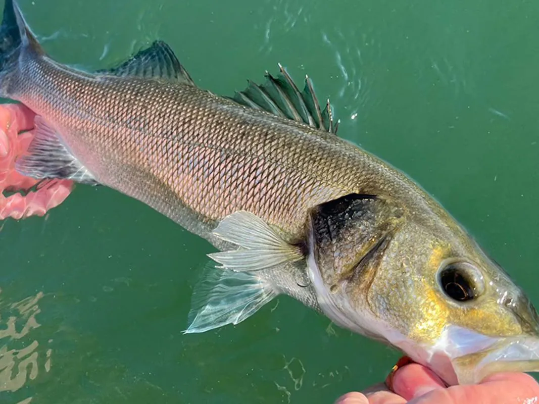 Seabass Fly Fishing Experience