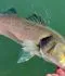 Seabass Fly Fishing Experience
